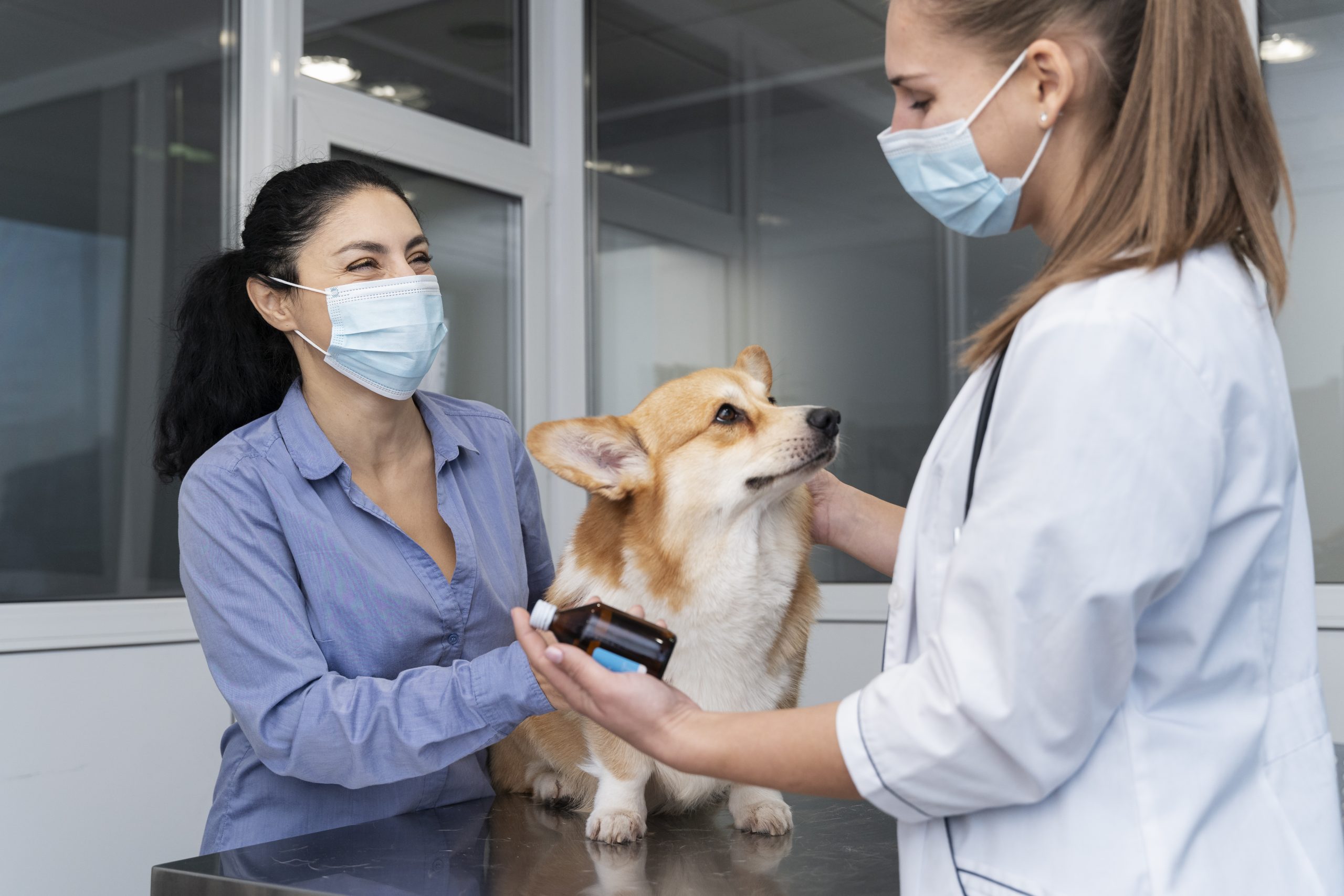 veterinarian-taking-care-pet-dog